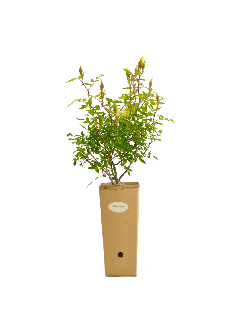 Rosa bracteata