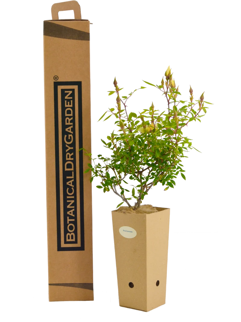 Rosa bracteata
