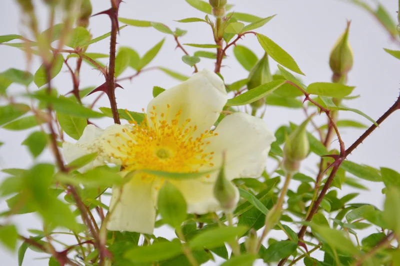 Rosa bracteata