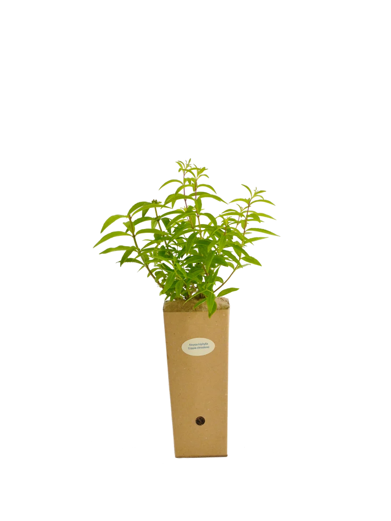 Aloysia triphylla (Lippia citriodora)