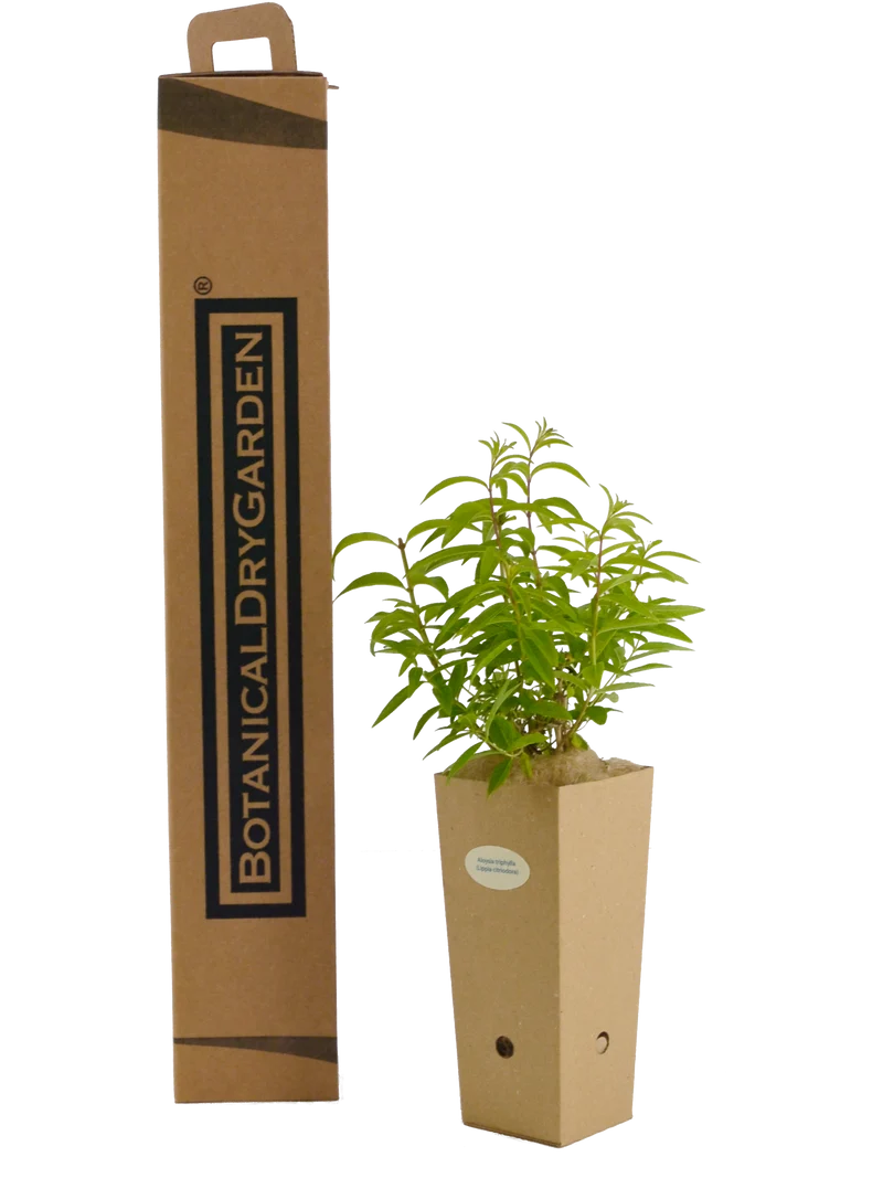 Aloysia triphylla (Lippia citriodora)