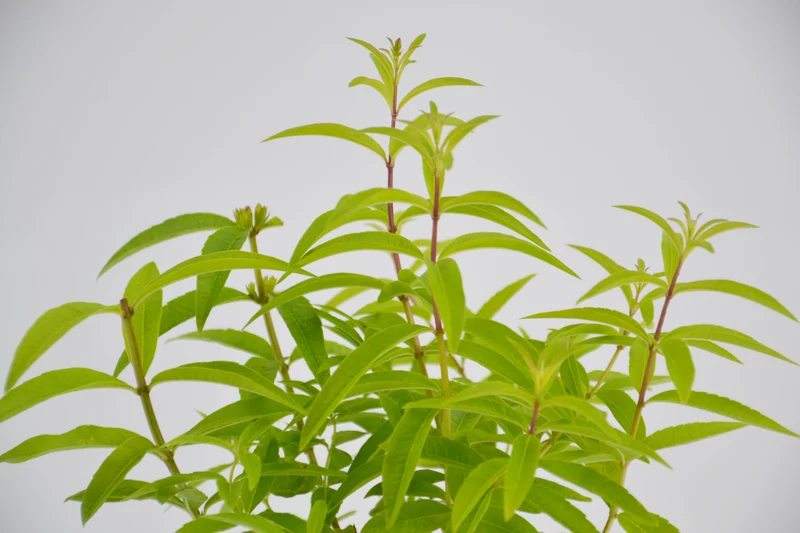 Aloysia triphylla (Lippia citriodora)