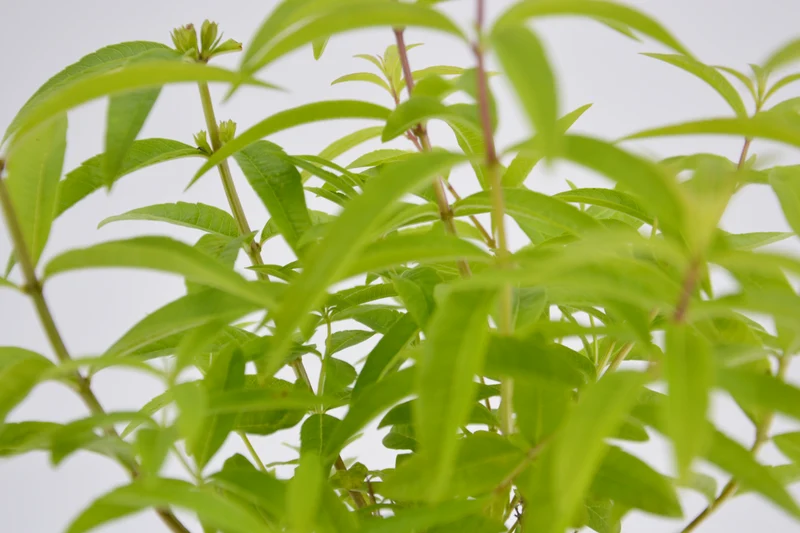 Aloysia triphylla (Lippia citriodora)
