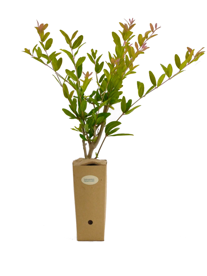 Punica granatum 'Dente di Cavallo'