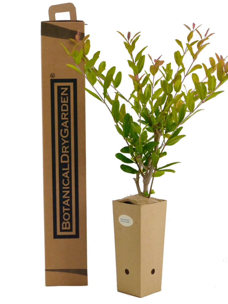 Punica granatum 'Dente di Cavallo'
