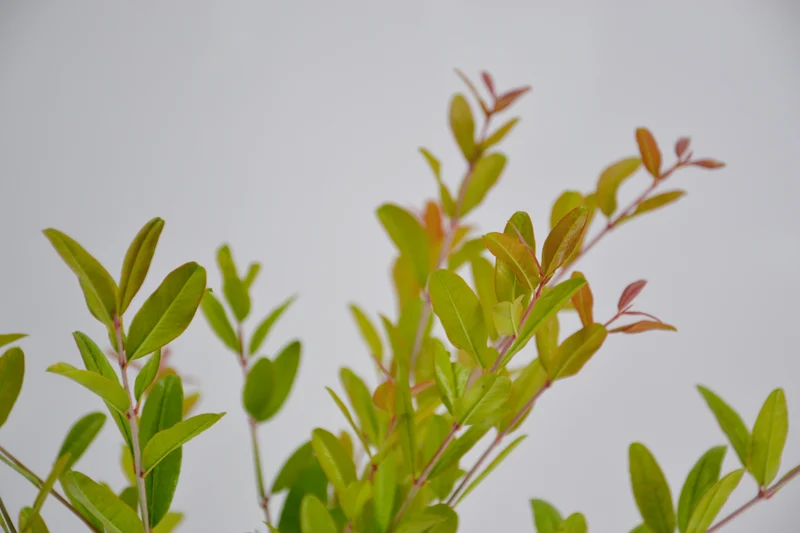 Punica granatum 'Dente di Cavallo'