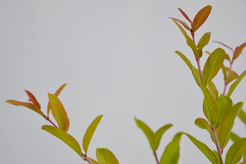 Punica granatum 'Dente di Cavallo'