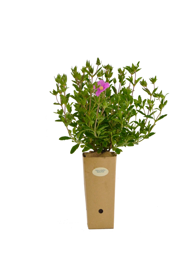 Cistus x crispatus 'Warley Rose'