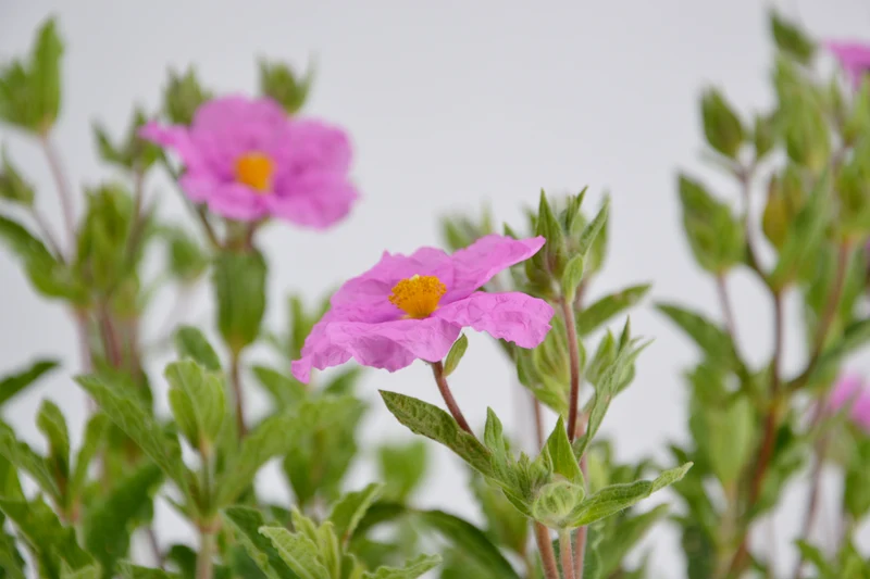 Cistus x crispatus 'Warley Rose'