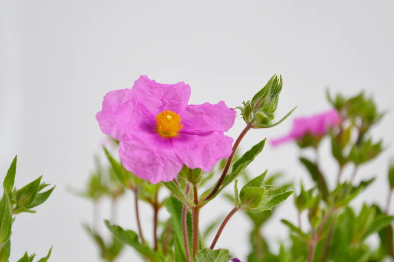 Cistus x crispatus 'Warley Rose'