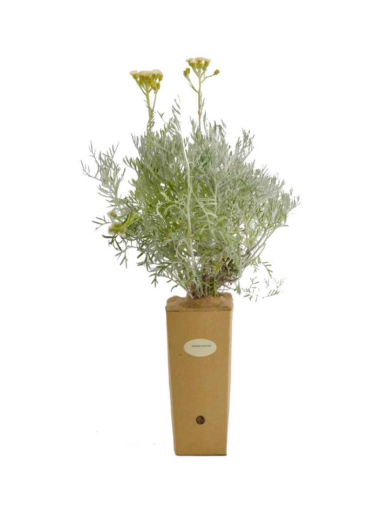 Senecio vira vira