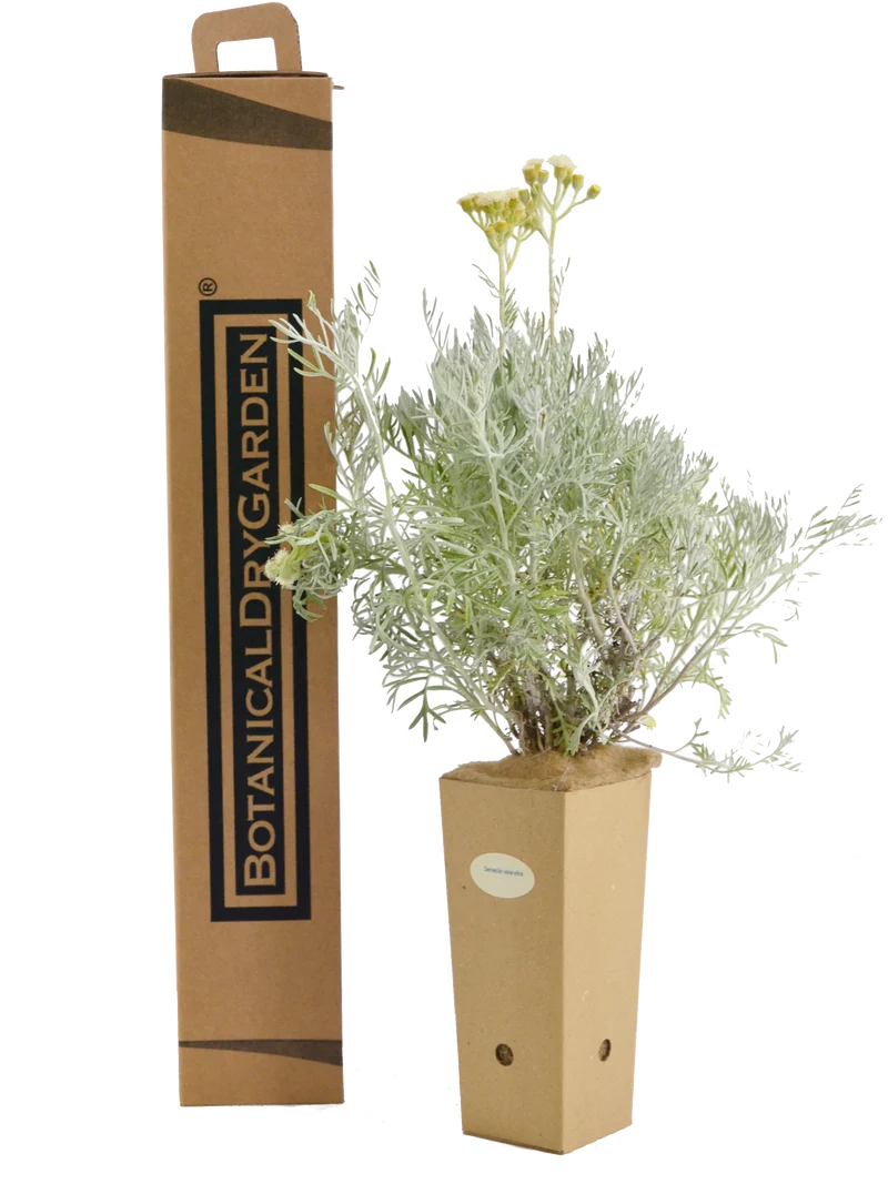 Senecio vira vira