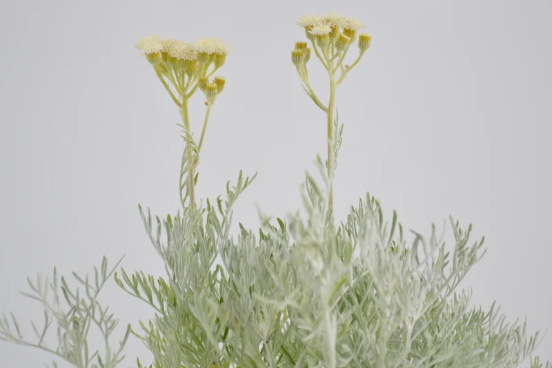 Senecio vira vira