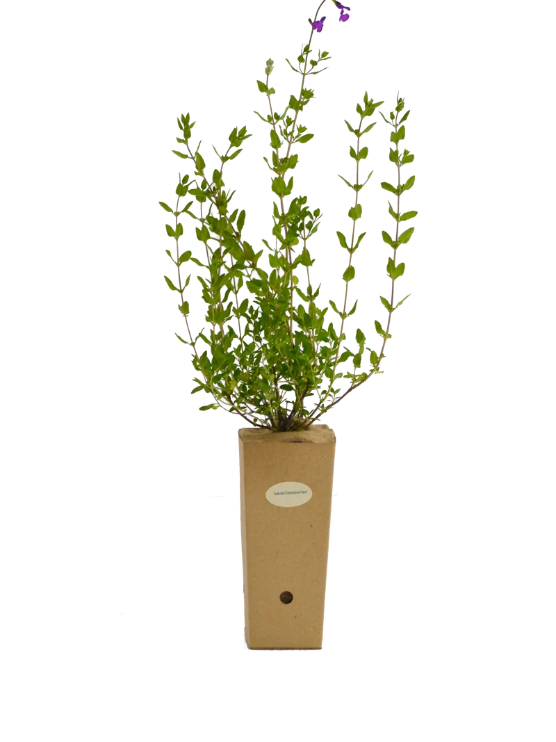 Salvia ‘Christine Yeo’