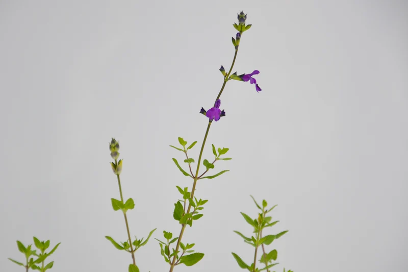 Salvia ‘Christine Yeo’