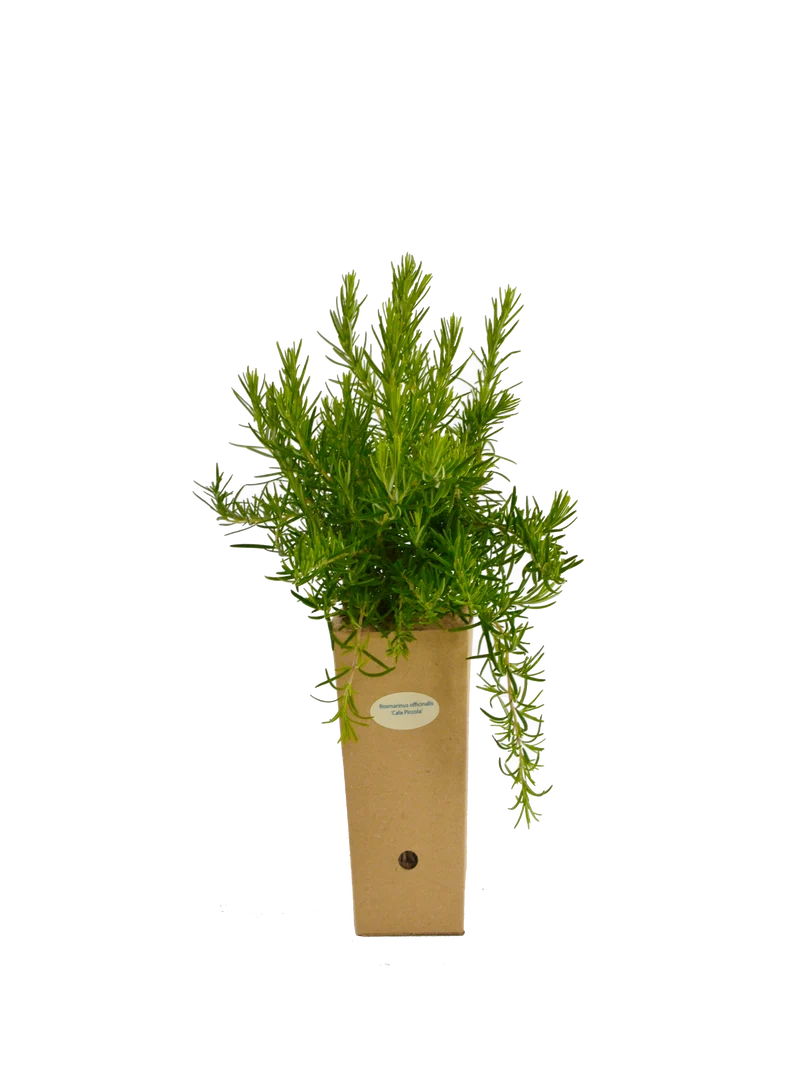 Rosmarinus officinalis 'Cala Piccola'