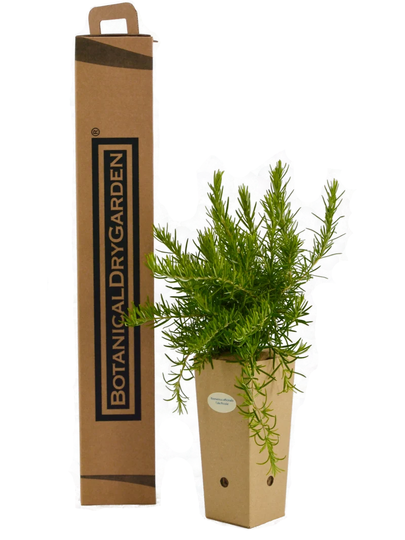 Rosmarinus officinalis 'Cala Piccola'
