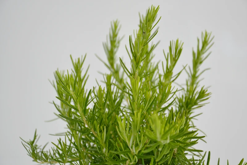 Rosmarinus officinalis 'Cala Piccola'