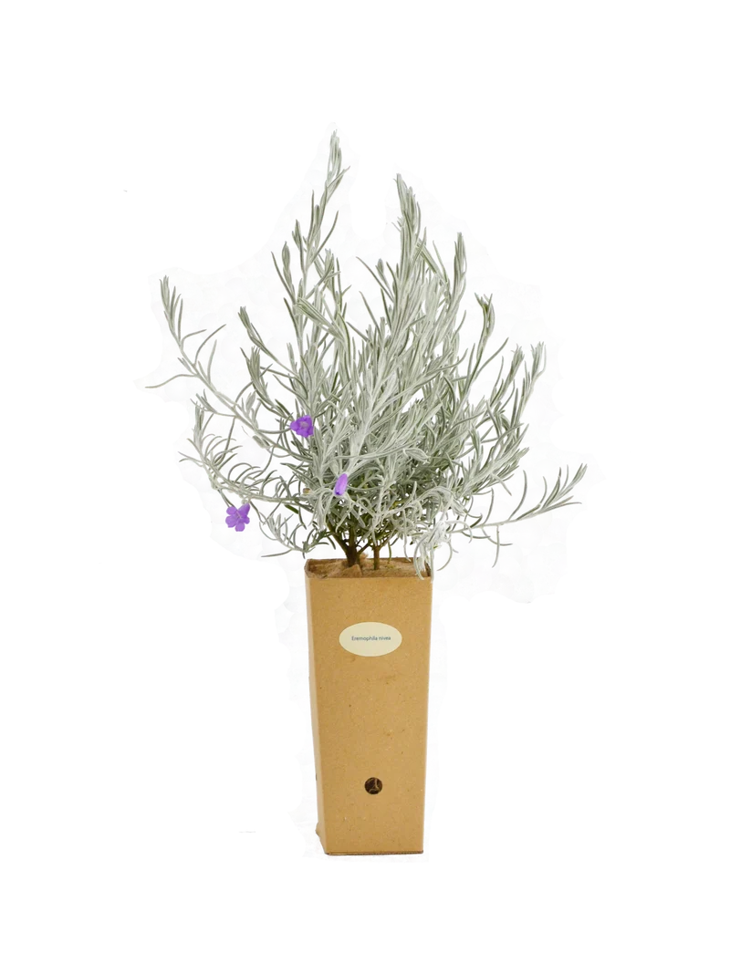 Eremophila nivea