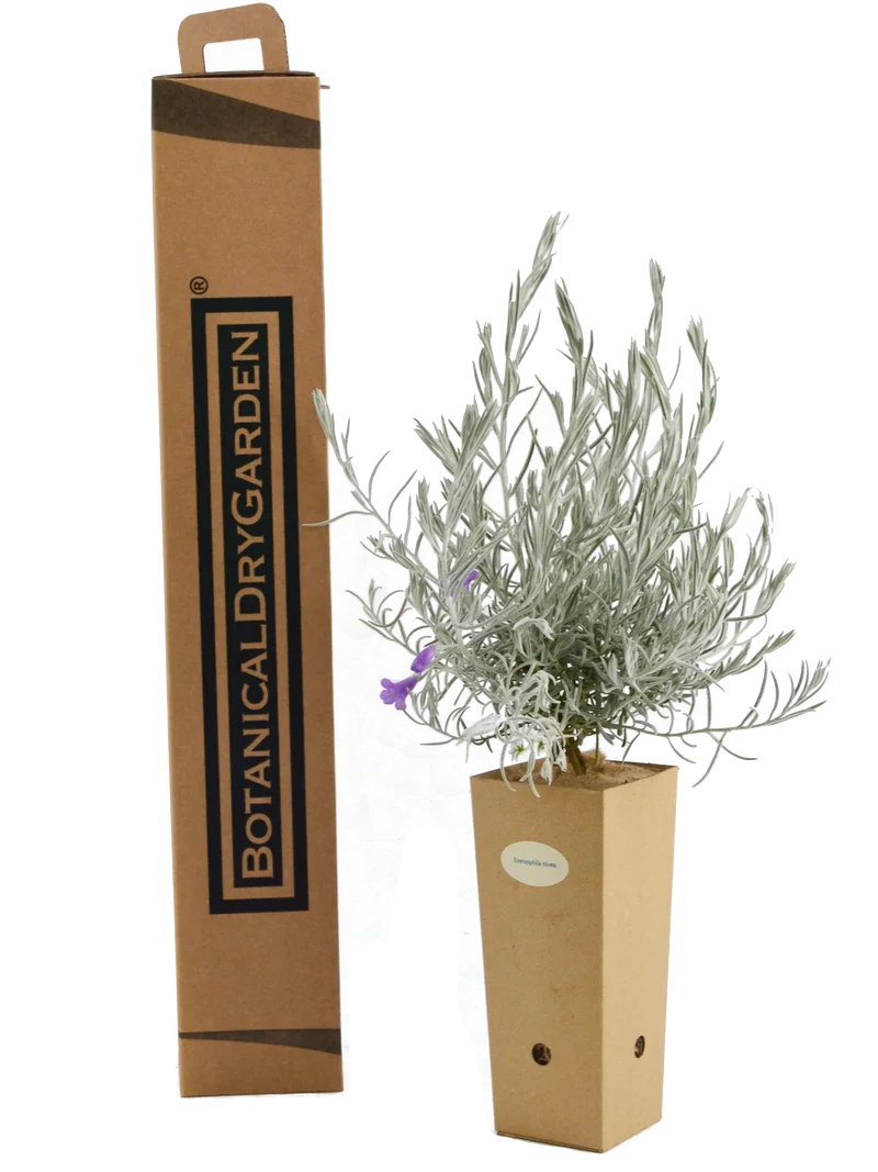 Eremophila nivea