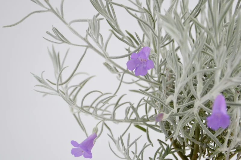 Eremophila nivea