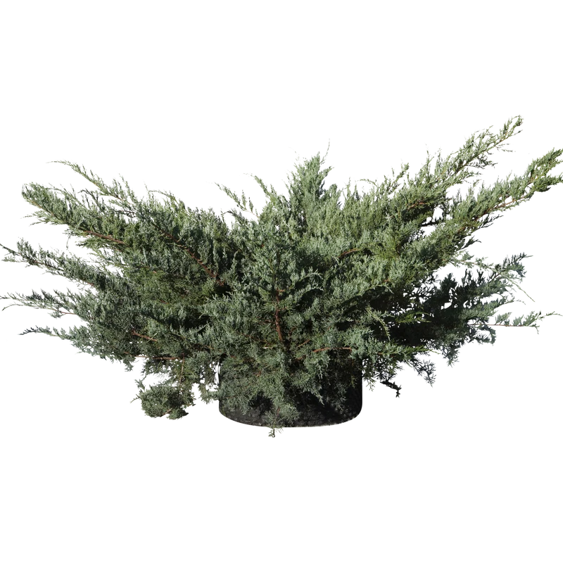 Juniperus chinensis ‘Glauca Hetzi’ - Flatpot