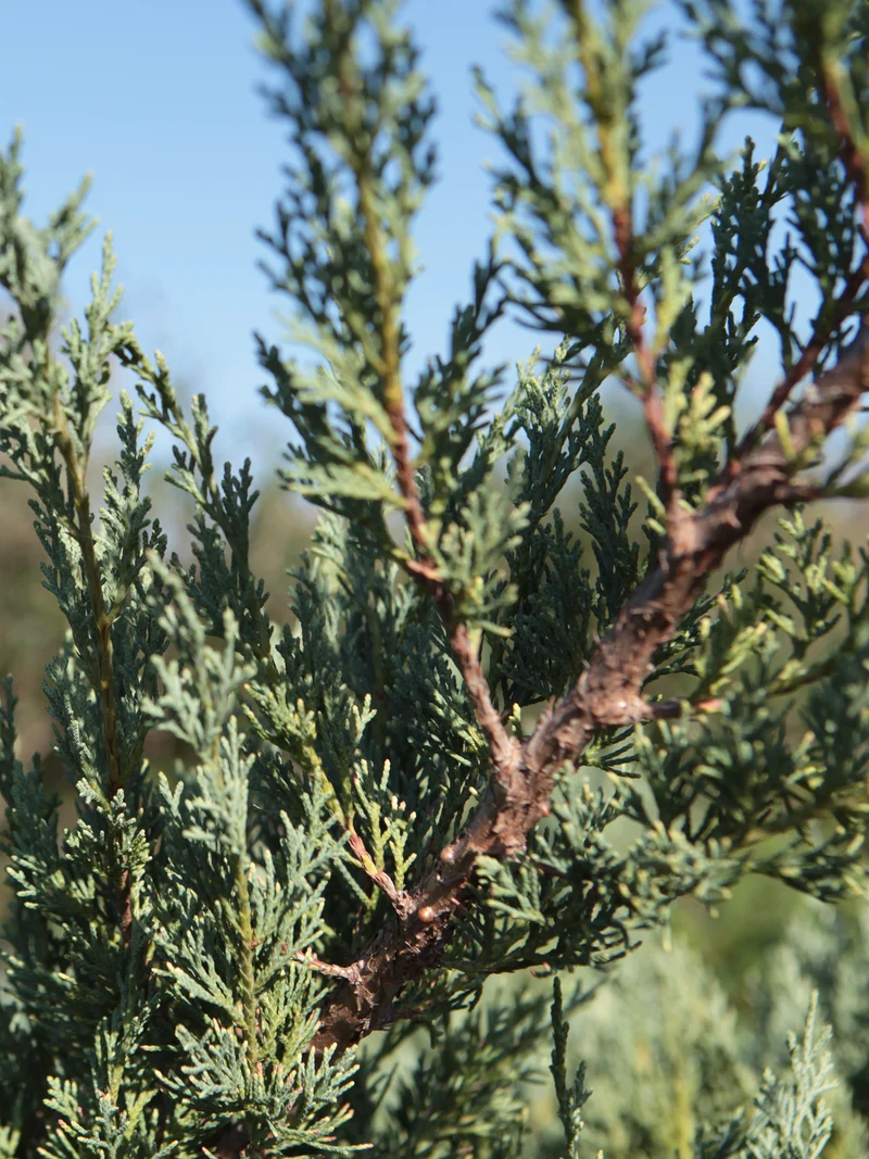 Juniperus chinensis ‘Glauca Hetzi’ - Flatpot