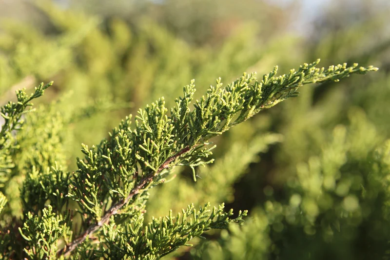 Junipers chinensis pfizeriana verde - Flatpot