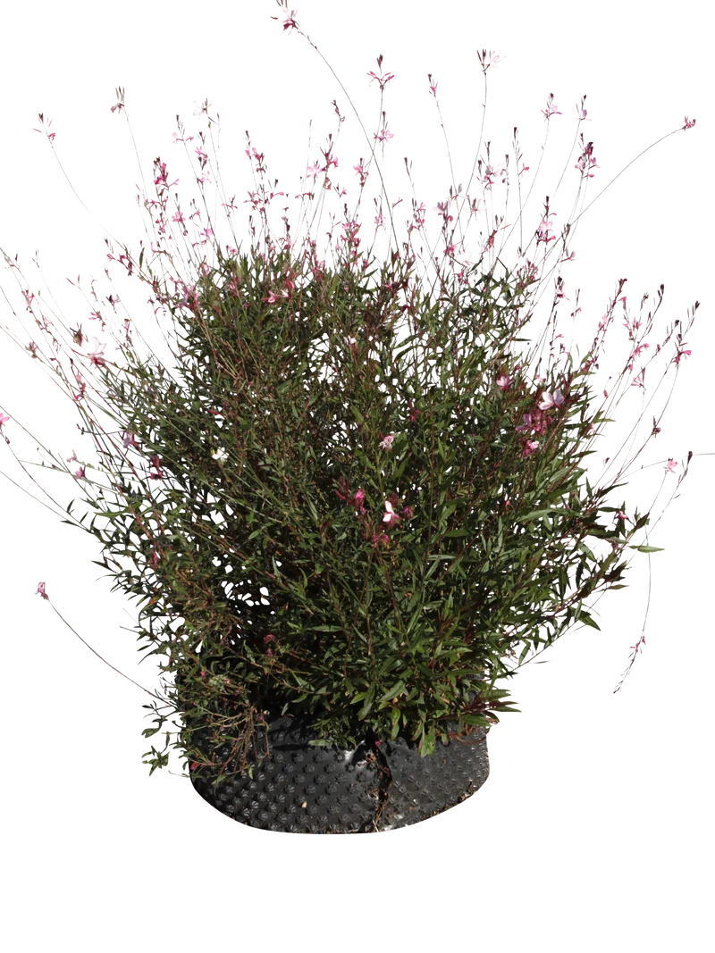 Gaura lindheimeri 'Siskiyou Pink' - Flatpot