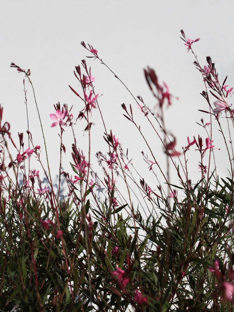 Gaura lindheimeri 'Siskiyou Pink' - Flatpot