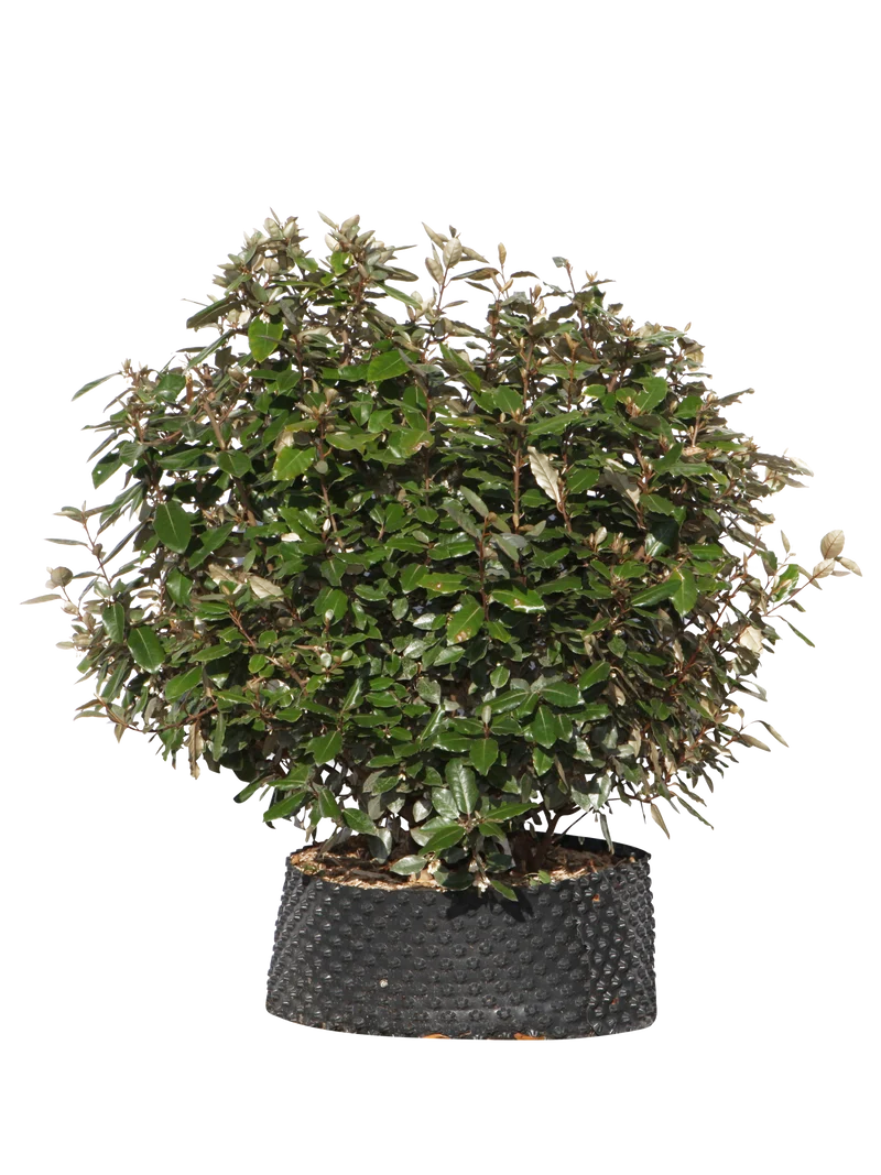 Elaeagnus ebbingei compacta - Flatpot