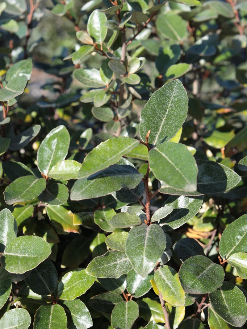 Elaeagnus ebbingei compacta - Flatpot