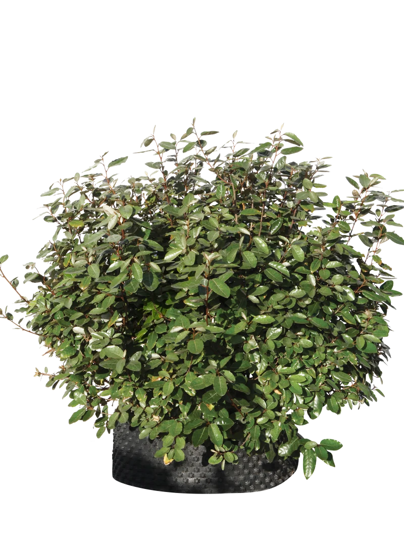 Elaeagnus x ebbingei - Flatpot
