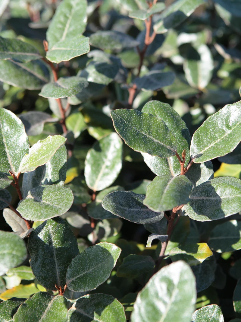 Elaeagnus x ebbingei - Flatpot