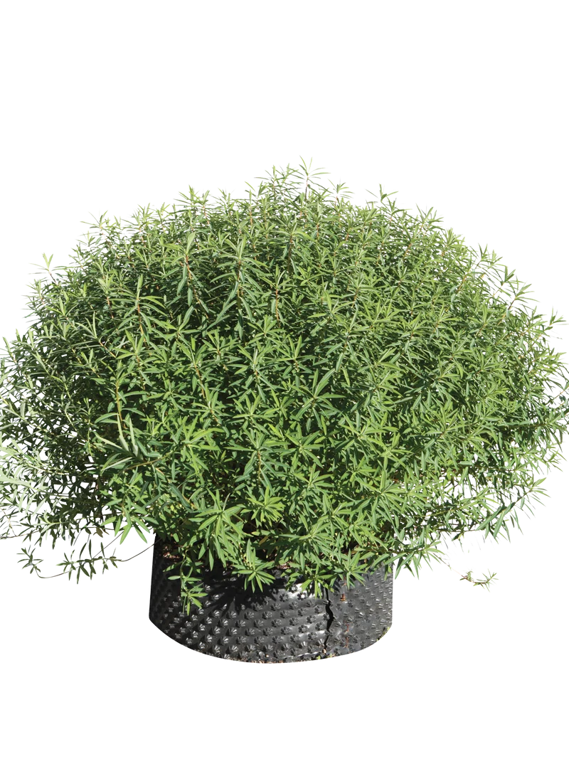 Euphorbia dendroides - Flatpot