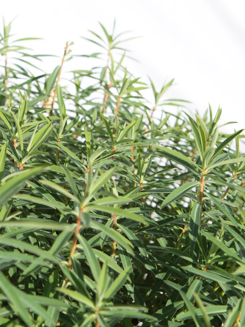 Euphorbia dendroides - Flatpot