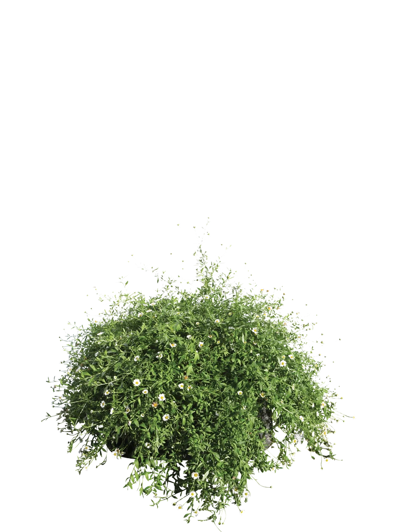 Erigeron karvinskianus - Flatpot