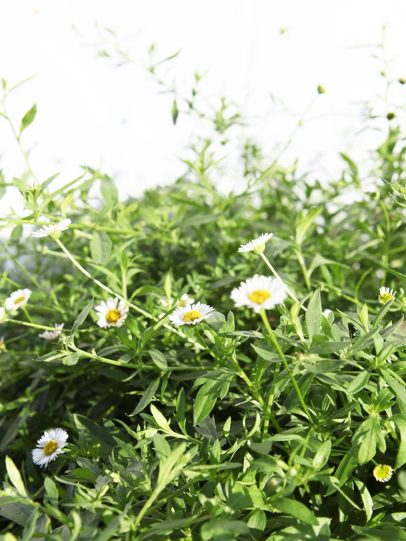 Erigeron karvinskianus - Flatpot