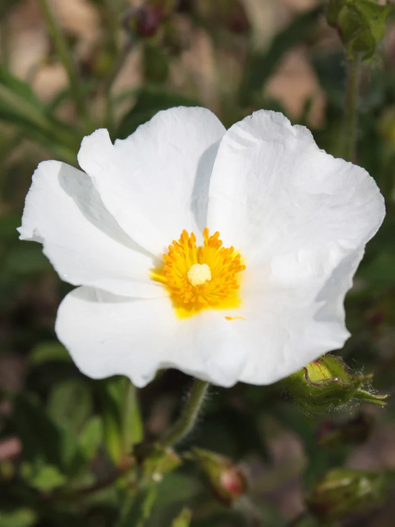 Cistus x florentinus - Flatpot