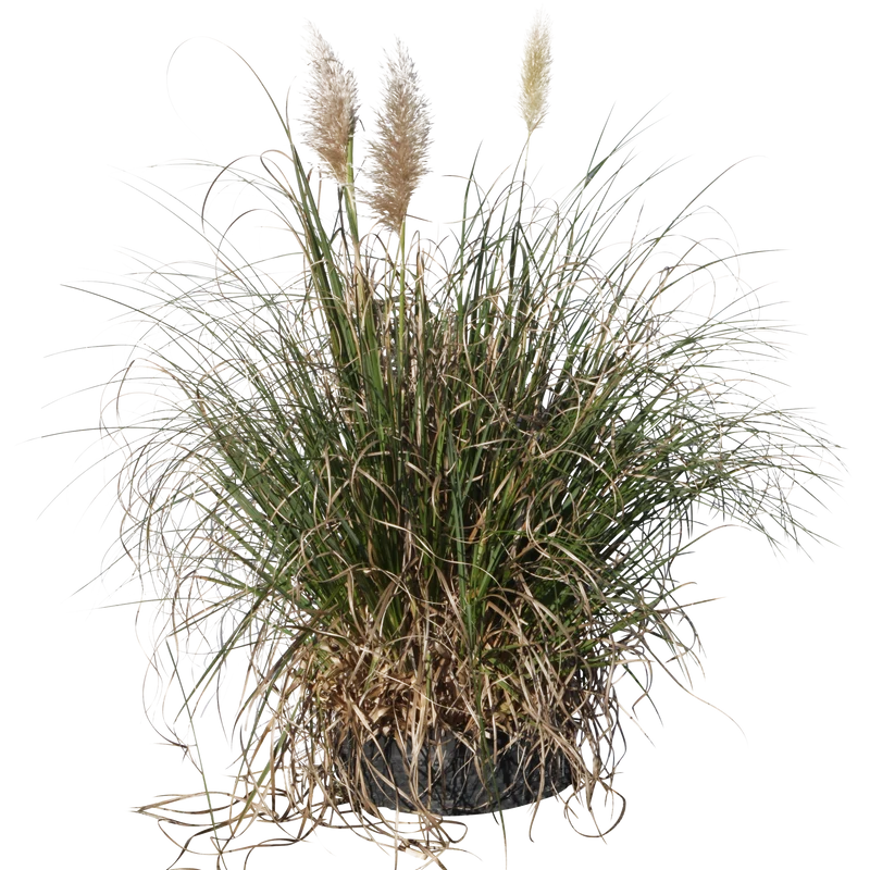 Cortaderia selloana - Flatpot