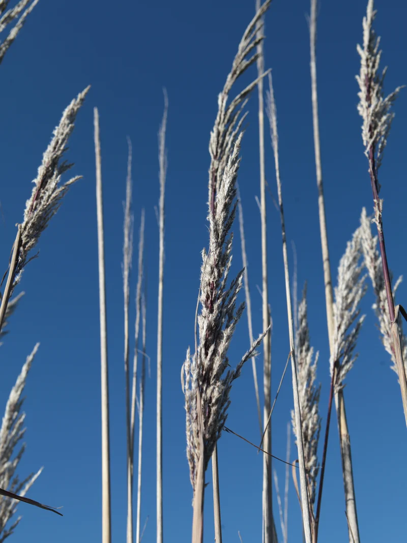 Cortaderia selloana - Flatpot