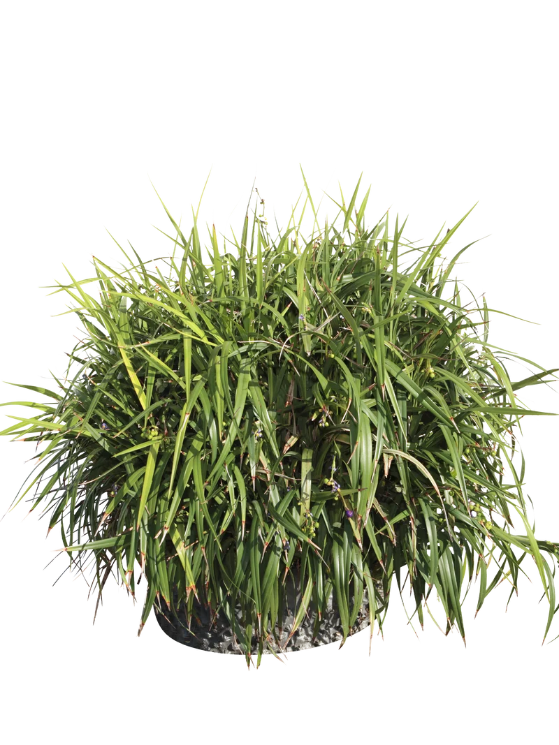 Dianella Sitara® 'Weeping Kate' - Flatpot