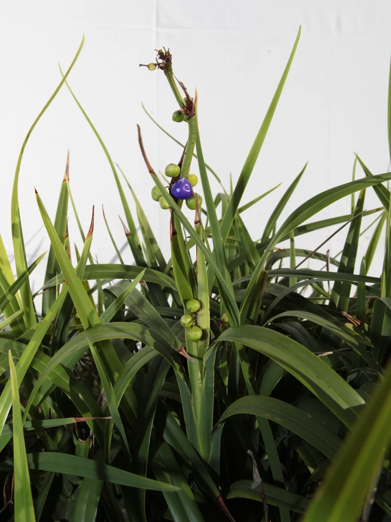 Dianella Sitara® 'Weeping Kate' - Flatpot
