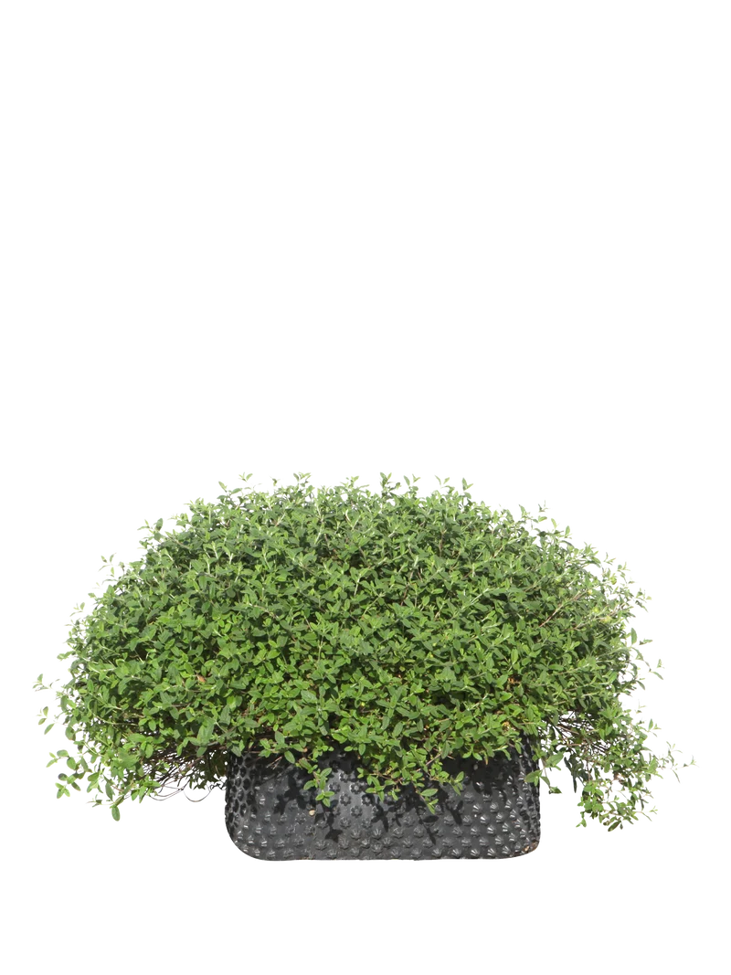 Cistus salviifolius - Flatpot