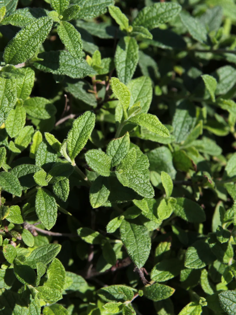 Cistus salviifolius - Flatpot
