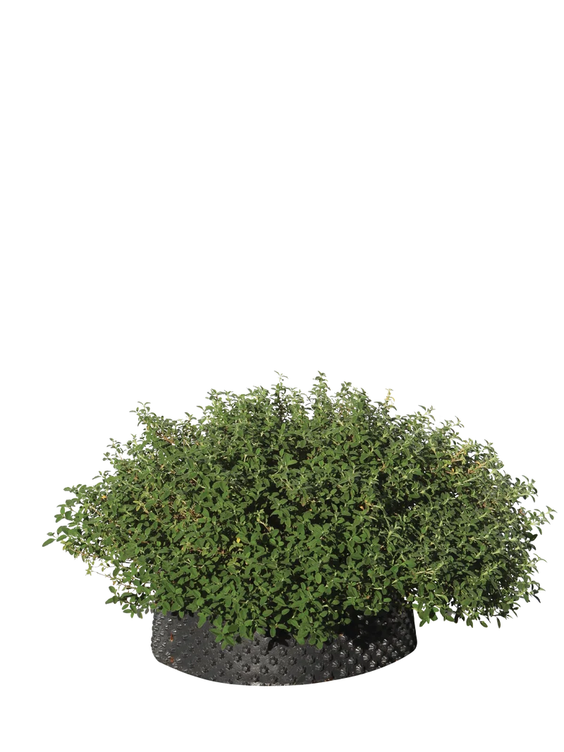 Cistus pauranthus Natacha - Flatpot