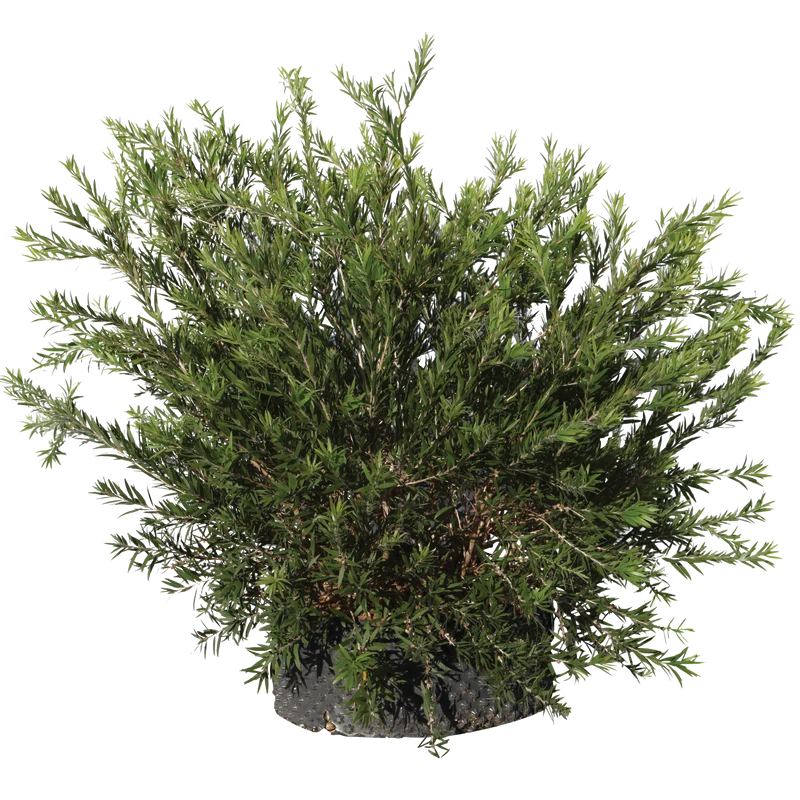 Callistemon masotti mini red - Flatpot