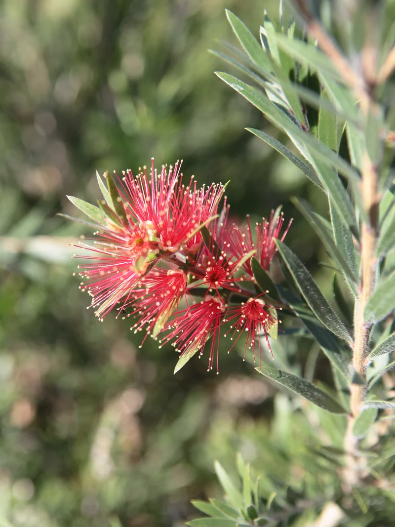 Callistemon masotti mini red - Flatpot
