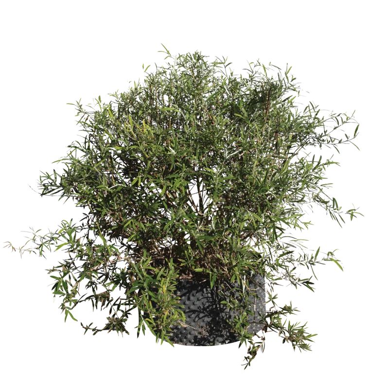Buddleja saligna - Flatpot