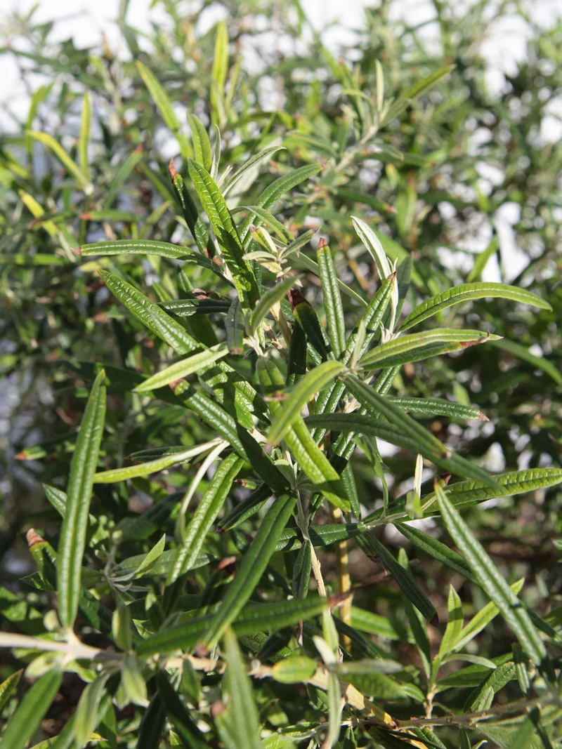 Buddleja saligna - Flatpot